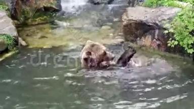 棕熊在水里吃